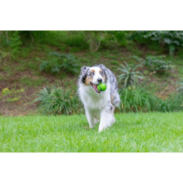 Chuckit! Sniff Fetch Ball Duo Medium 2 Pack