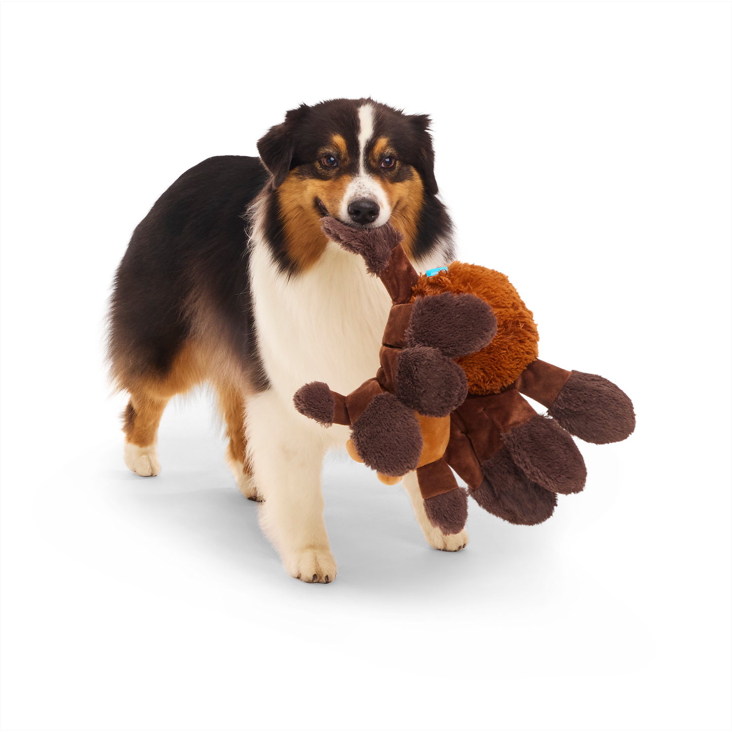Bark x Harry Potter Dog Toy Aragog