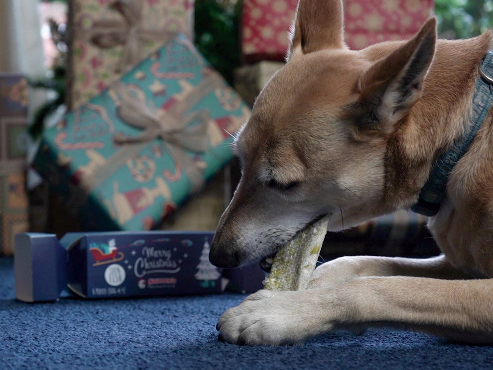 Skippers Christmas Cracker for Dogs with Fish Skin Flatties