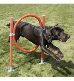 Dog Agility Hoop Jump with Bag