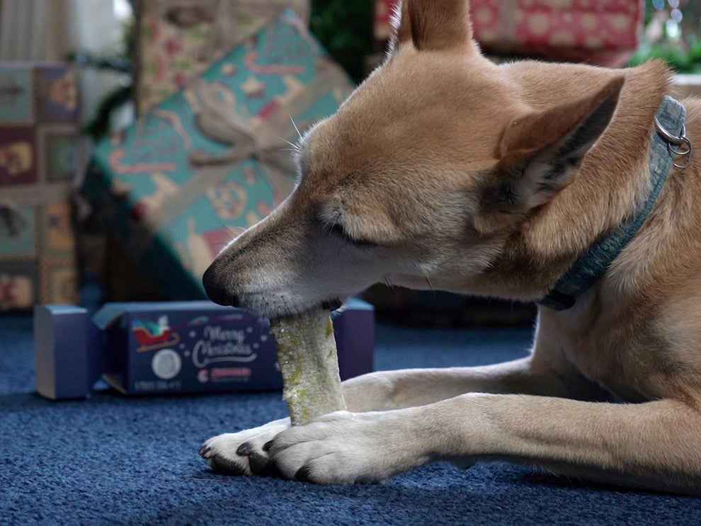 Skippers Christmas Cracker for Dogs with Fish Skin Flatties