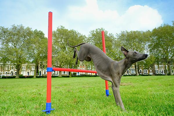 Dog Agility Hurdle with Bag